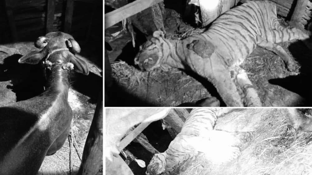 भैसीको आक्रमणले बाघको मृत्यु