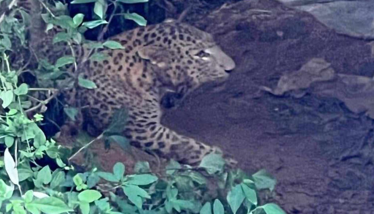 पासोमा परेको चितुवा तोडेर भागेपछी…