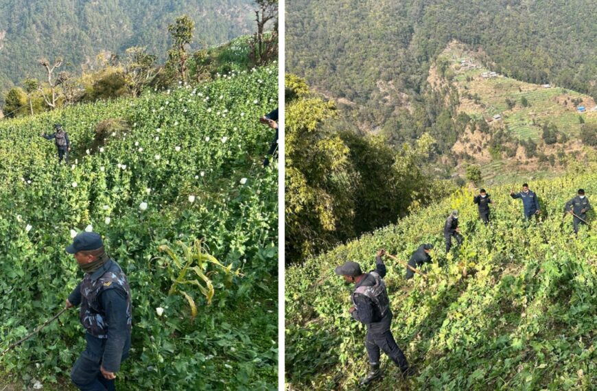 मकवानपुरको उत्तरी क्षेत्रबाट १४ बिगाहा गाँजा र अफिम खेती फडानी