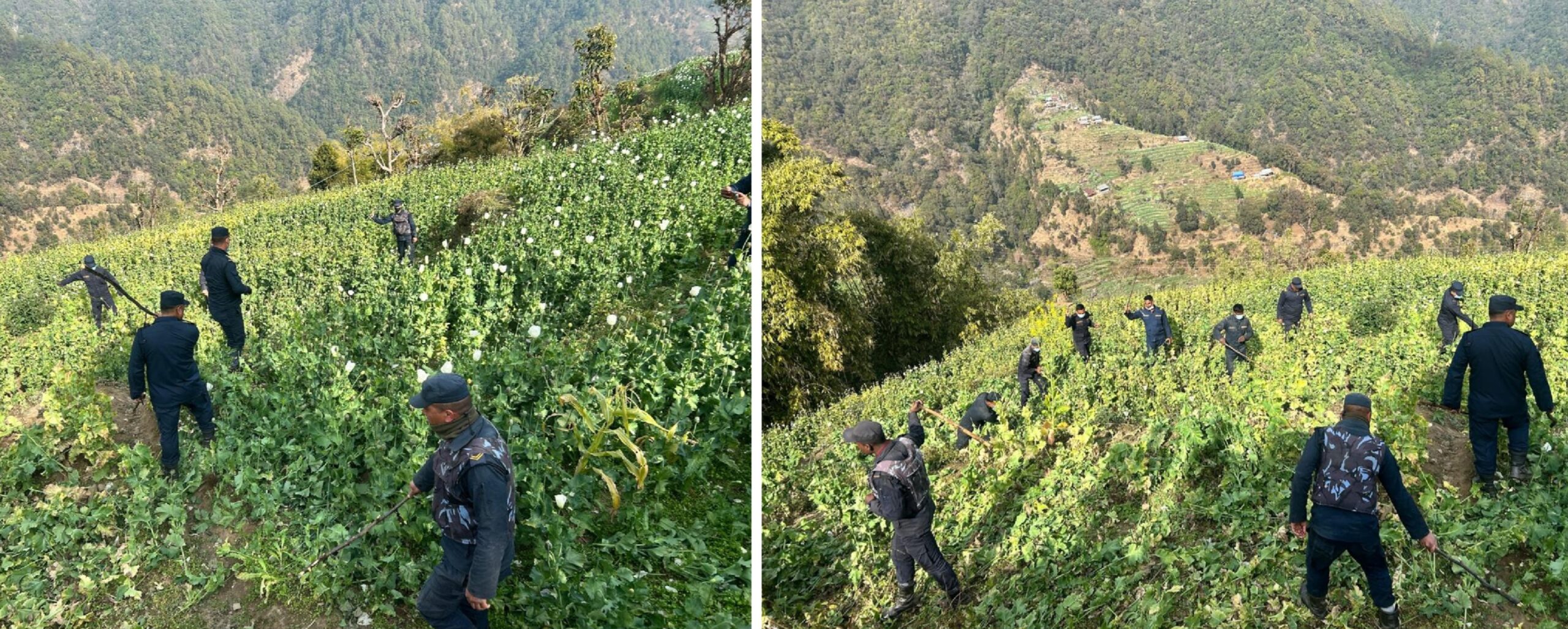 मकवानपुरको उत्तरी क्षेत्रबाट १४ बिगाहा गाँजा र अफिम खेती फडानी